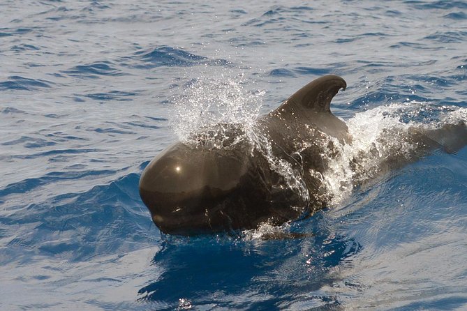 Private 2 hour Whale Watching Tour - Meeting at Puerto Colón Marina