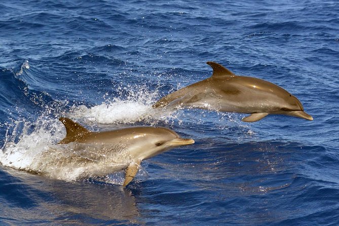 Private 2 hour Whale Watching Tour - Learning the waters before looking for whales