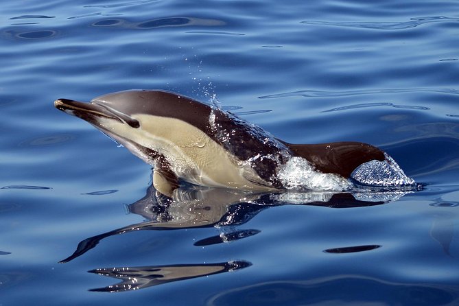 Private 2 hour Whale Watching Tour - The short run to Tenerife’s whale waters