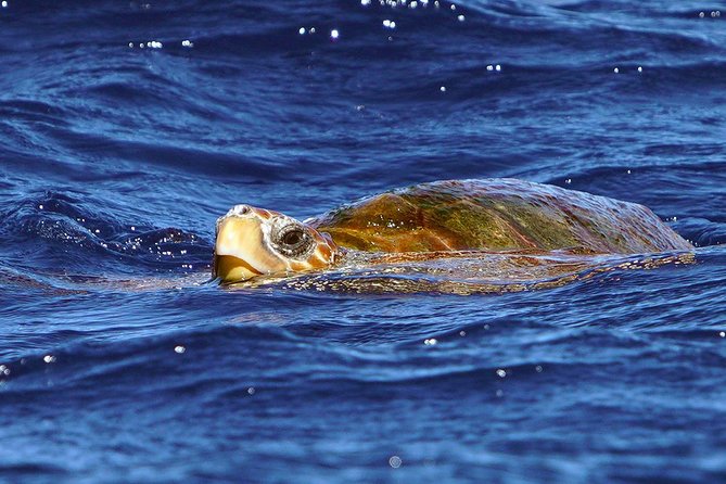 Private 2 hour Whale Watching Tour - Watching pilot whales and dolphins responsibly