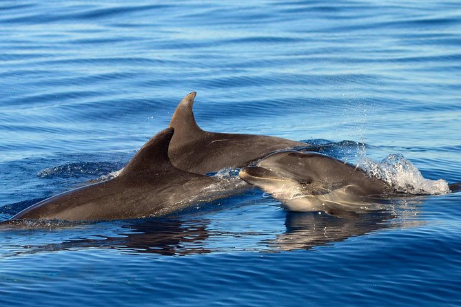 Private 2 hour Whale Watching Tour - Boarding the custom 8-meter boat