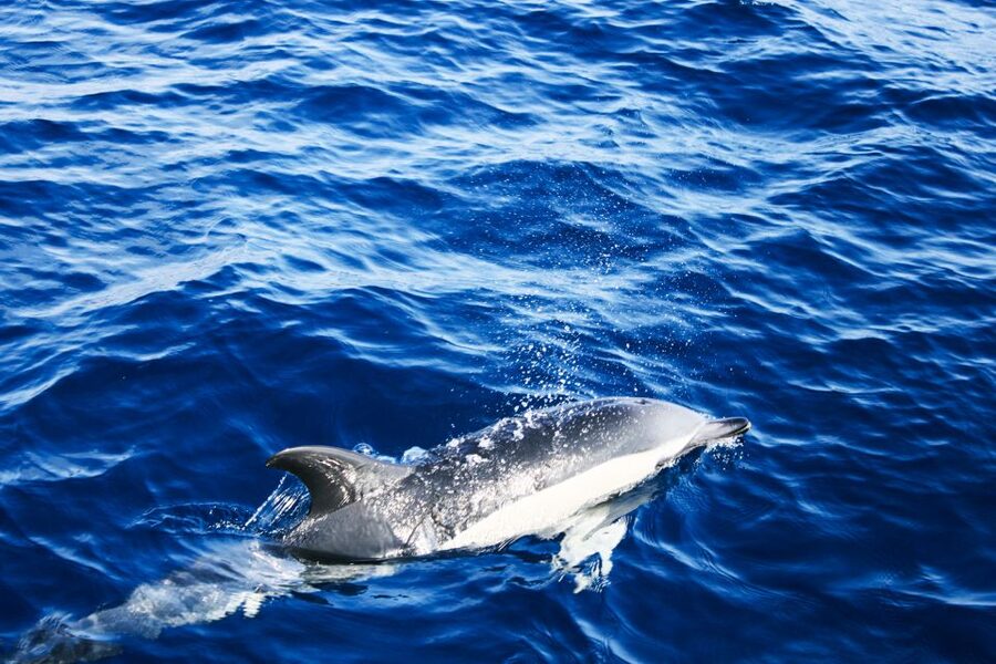 Puerto del Carmen: Dolphin-Watching Speedboat Tour with Swim - Should you book the Puerto del Carmen dolphin tour?
