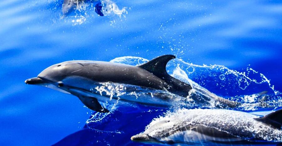 Puerto del Carmen: Dolphin-Watching Speedboat Tour with Swim - Lanzarote’s coast from the water
