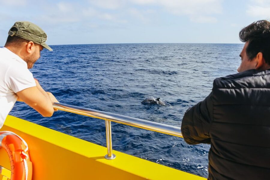 Puerto del Carmen: Dolphin-Watching Speedboat Tour with Swim - How this tour compares with a typical dolphin excursion