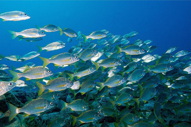 RECREATIONAL DIVE (certified divers only) : Explore Canarian Sealife - How the three-hour schedule works