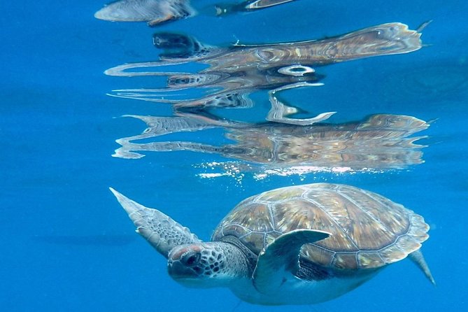 RECREATIONAL DIVE (certified divers only) : Explore Canarian Sealife - What you can see beneath Tenerife