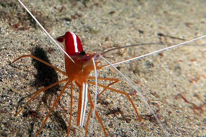 RECREATIONAL DIVE (certified divers only) : Explore Canarian Sealife - Why the small group matters