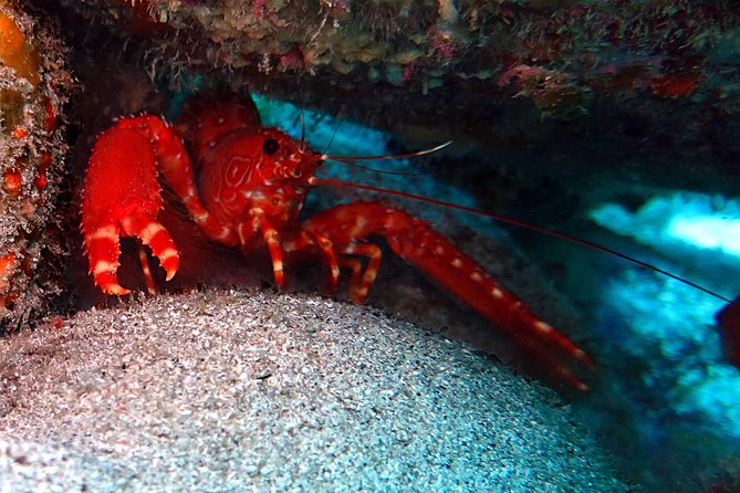 RECREATIONAL DIVE (certified divers only) : Explore Canarian Sealife - Is $114.93 a fair price?