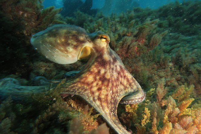 RECREATIONAL DIVE (certified divers only) : Explore Canarian Sealife - Weather, cancellations, and planning ahead