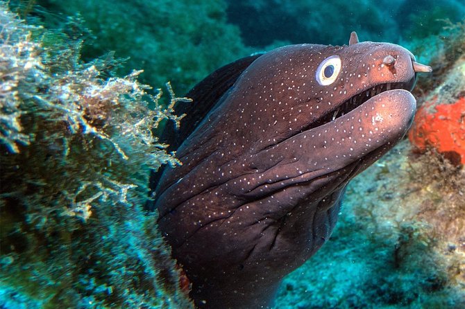 RECREATIONAL DIVE (certified divers only) : Explore Canarian Sealife - Choosing a site for your certification level