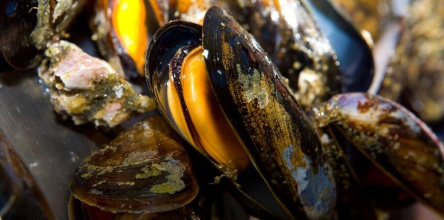Ría de Arousa: Boat Ride to Mussel Farm with Tasting - Should you book the Ría de Arousa mussel farm cruise?