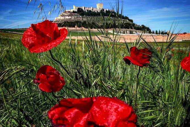 Ribera del Duero:4 Wineries, tasting & Lunch included from Madrid - Dominio de Cair and the old-vine setting