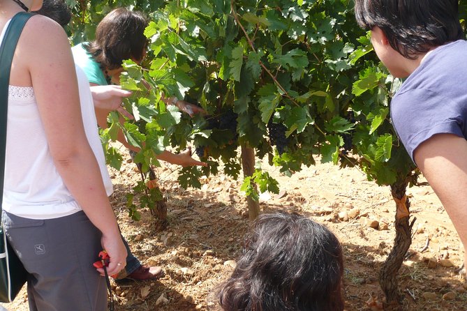 Ribera del Duero Wineries Guided Tour & Wine Tasting from Madrid - What $223.82 includes, and what it does not