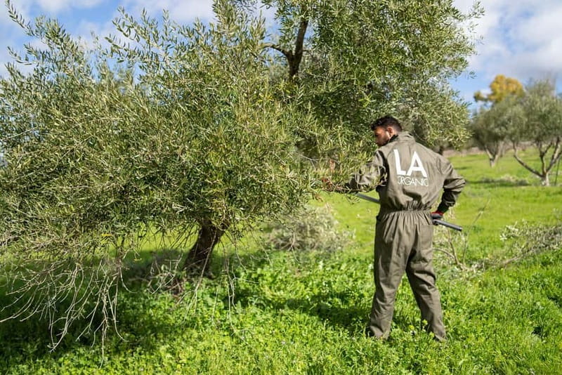 Ronda: LA Almazara LA Organic, Olive Oil Museum and Tasting - Inside the Philippe Starck olive oil museum