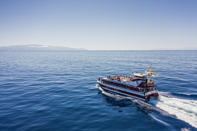 Royal Delfin - 2Hour Sustainable Dolphin & Whale Watching Mini Cruise - Setting out from Playa de las Américas at 10:30 am