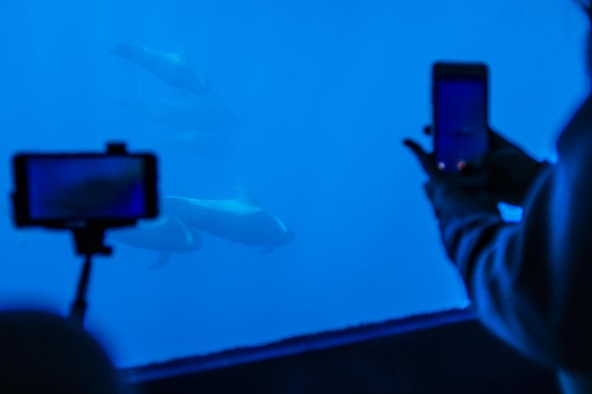 Royal Delfin - 2Hour Sustainable Dolphin & Whale Watching Mini Cruise - What the 16 underwater windows really add