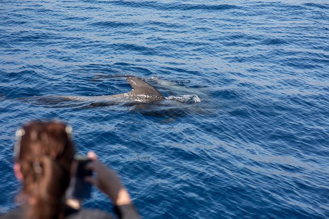 Royal Delfin - 2Hour Sustainable Dolphin & Whale Watching Mini Cruise - Booking, cancellation, and access details