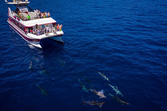 Royal Delfin - 2Hour Sustainable Dolphin & Whale Watching Mini Cruise - Coastal views and the two-hour rhythm