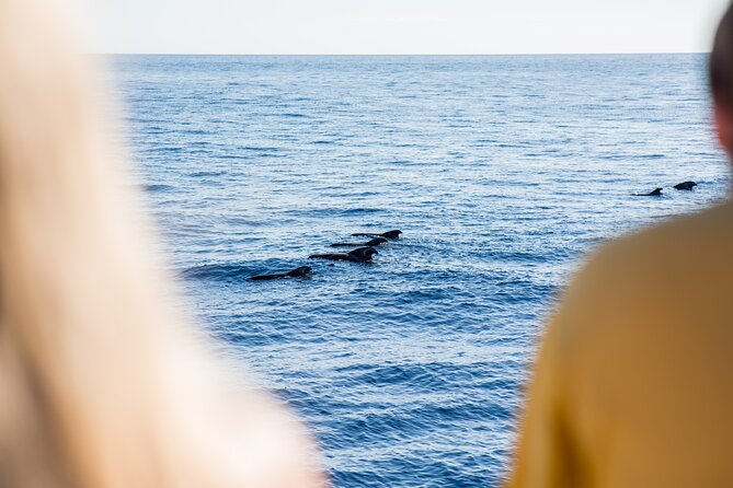 Royal Delfin - 4'5H Dolphin & Whale Watching - Los Gigantes Masca - Lunch & Swim - The route from Costa Adeje to Los Gigantes
