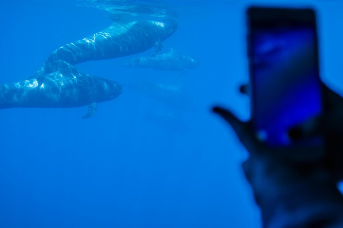 Royal Delfin - 4'5H Dolphin & Whale Watching - Los Gigantes Masca - Lunch & Swim - What the $72.29 price really buys you