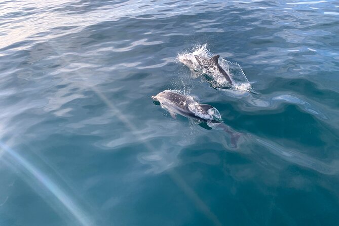 Sailing Adventure: Sailing, Dolphins and Relaxation with Drinks - Searching for Dolphins off Marbella