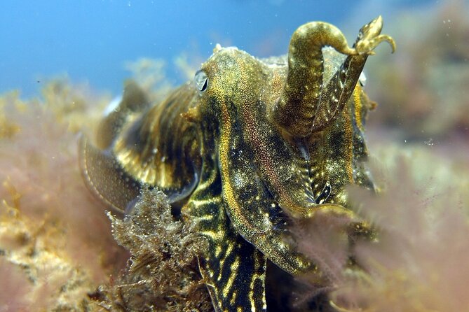 Scuba Diving Experience for Beginners in Gran Canaria - Equipment, insurance, and instruction included