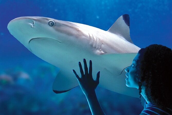 Sealife Benalmadena Entrance Ticket - What the improvement works mean for your visit