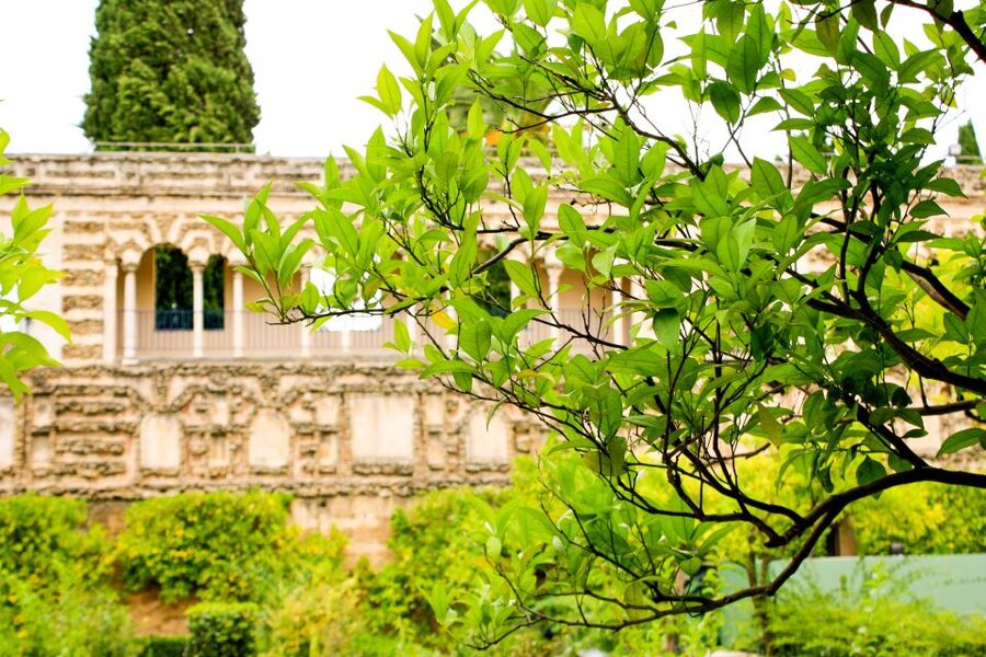 Seville: Alcazar Skip-the-Line Guided Tour with Tickets - Is $51 a fair price?