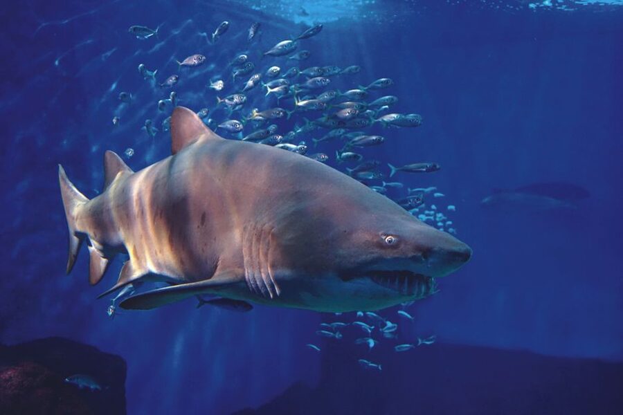 Seville Aquarium Admission Ticket - Getting there from central Seville