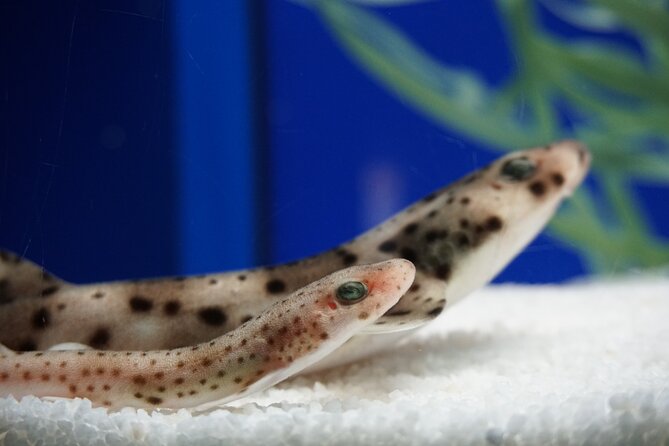 Seville Aquarium Admission Ticket - The Guadalquivir section begins close to home