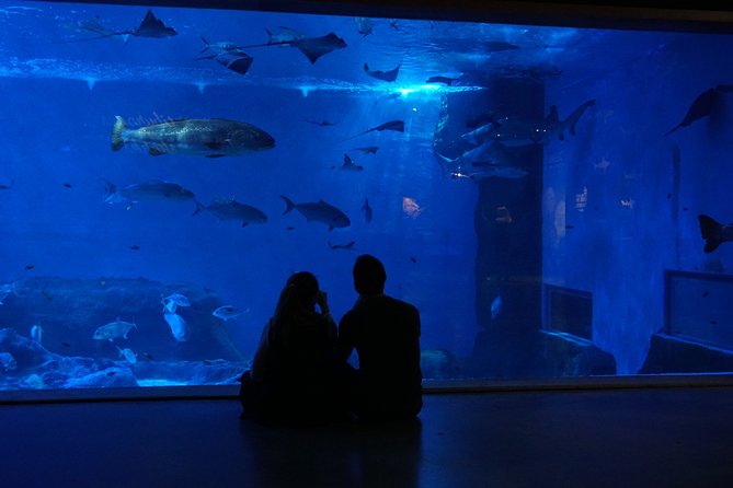 Seville Aquarium Admission Ticket - The 9-meter shark tank is the aquarium’s highlight