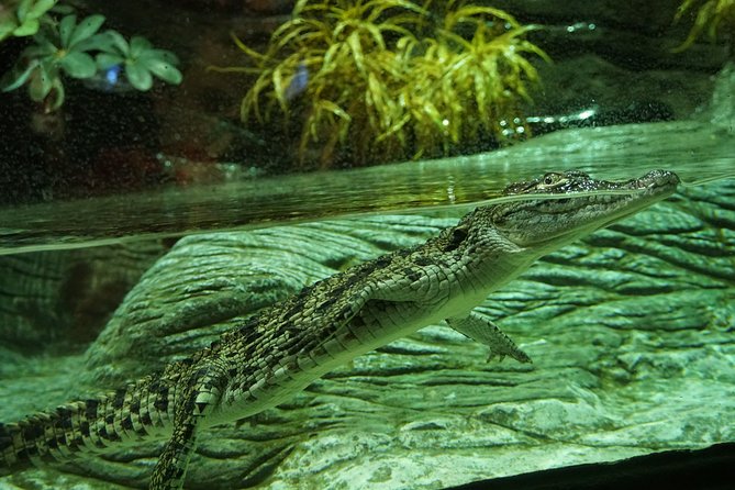 Seville Aquarium Admission Ticket - Pacific and Indo-Pacific displays bring variety