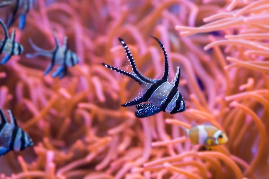 Seville Aquarium Admission Ticket - How long the route takes, and how to plan your day