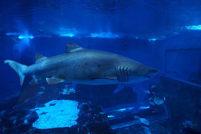 Seville Aquarium Admission Ticket - Atlantic tanks lead toward the main spectacle