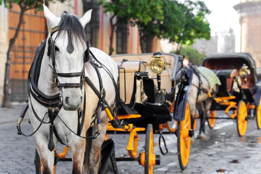 Seville: Authentic and Romantic Horse-Drawn Carriage Ride - Pickup is convenient, but not always at your door