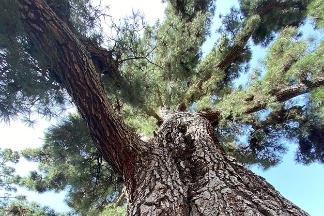 Small Group Teide National Park Volcanic and Forest Wonders - Boca Tauce introduces Teide’s volcanic layers