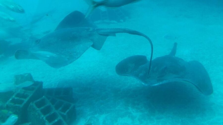 Southern Tenerife: 50-Minute Submarine Dive - How much value do you get for $72?