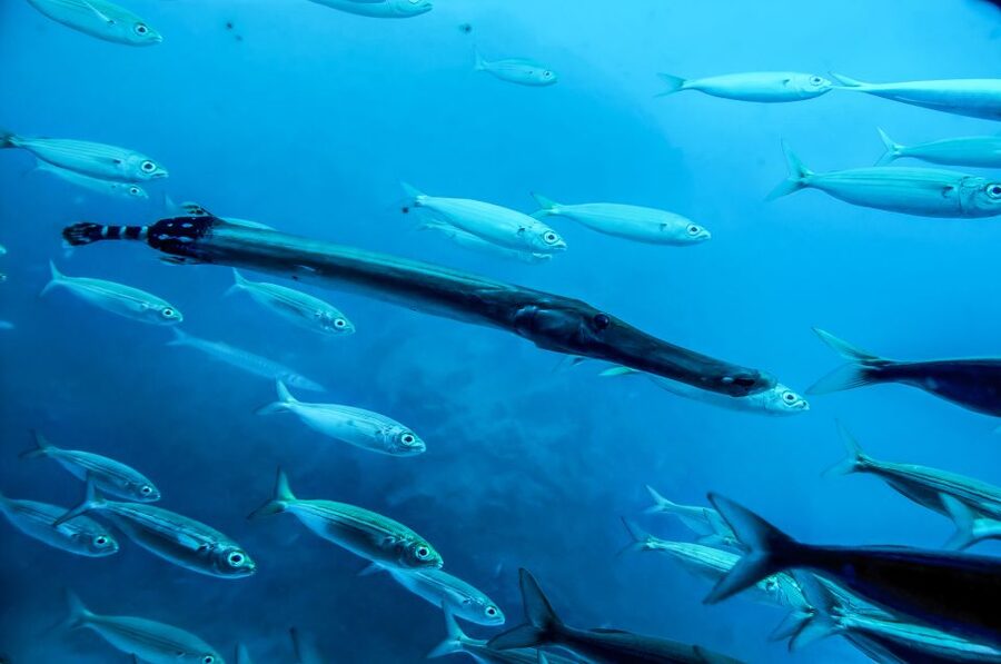 Southern Tenerife: 50-Minute Submarine Dive - Timing, comfort, and practical details