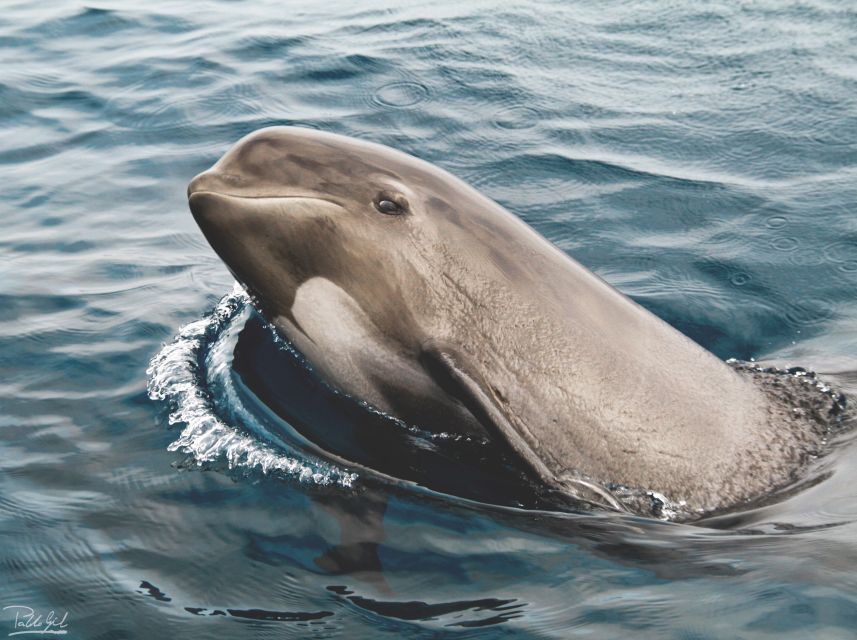 Tarifa: Whale & Dolphin Watching in the Strait of Gibraltar - Key points to know before you book