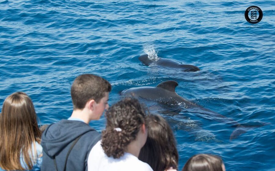 Tarifa: Whale & Dolphin Watching in the Strait of Gibraltar - Booking details worth knowing