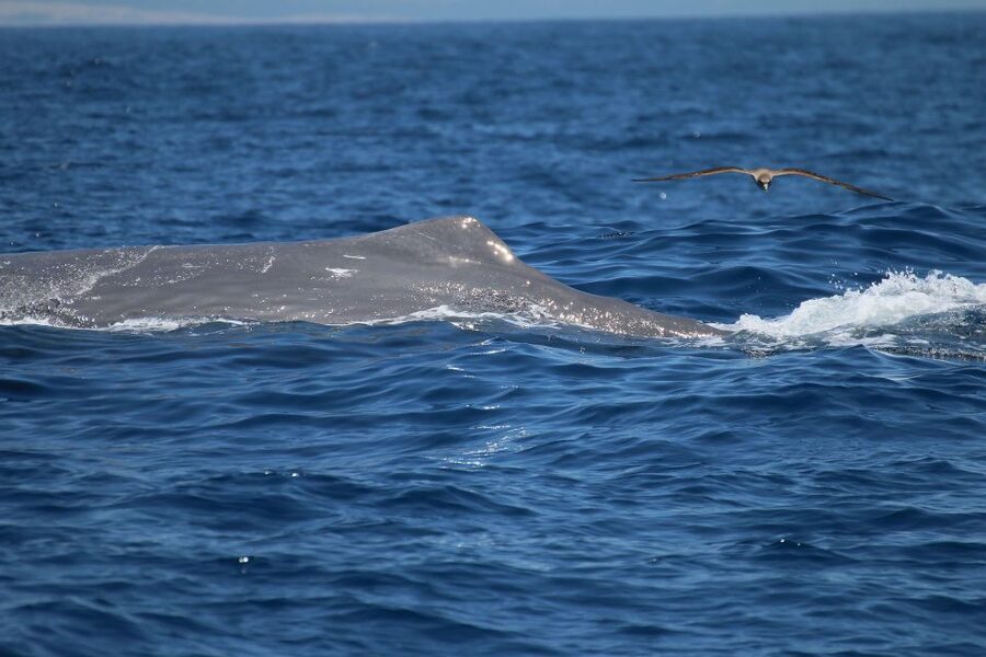 Tarifa: Whale & Dolphin Watching in the Strait of Gibraltar - Why the Strait of Gibraltar is such a good place for whale watching