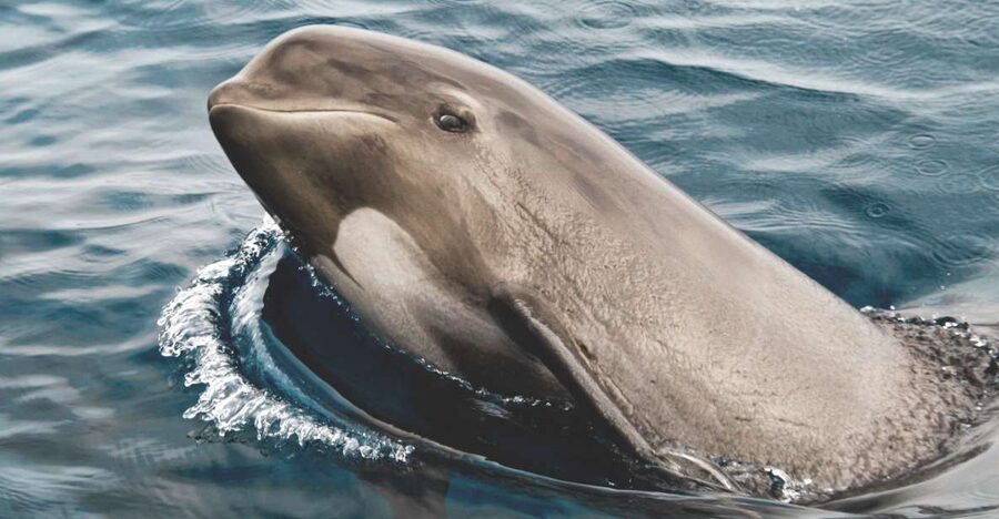Tarifa: Whale & Dolphin Watching in the Strait of Gibraltar - The two-hour cruise through the Strait