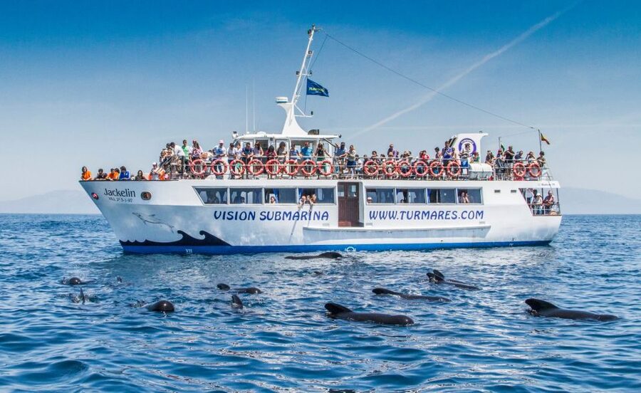 Tarifa: Whale & Dolphin Watching in the Strait of Gibraltar - What the crew does around the animals