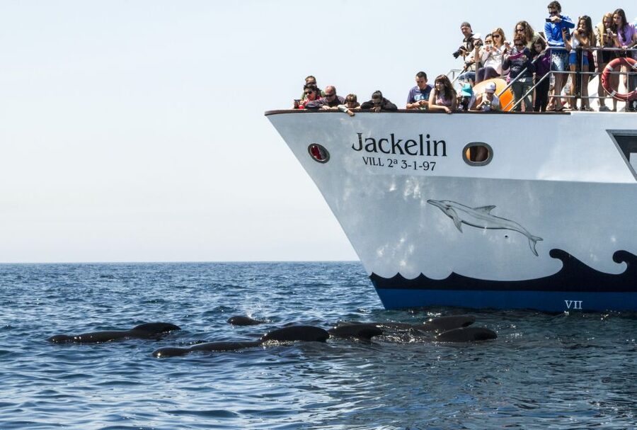 Tarifa: Whale & Dolphin Watching in the Strait of Gibraltar - The views are part of the price