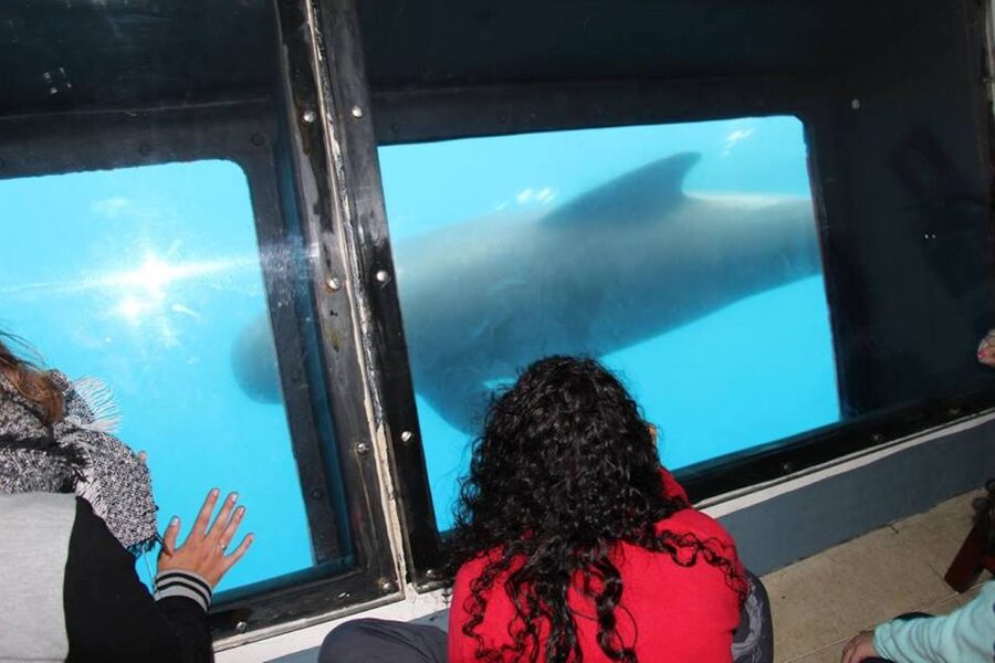 Tarifa: Whale & Dolphin Watching in the Strait of Gibraltar - Picking the right day and time