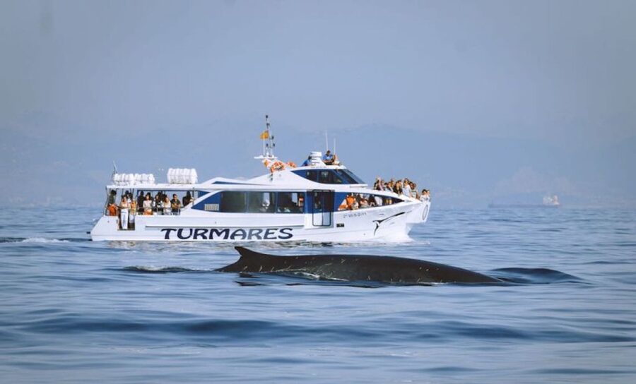 Tarifa: Whale & Dolphin Watching in the Strait of Gibraltar - Who will enjoy this cruise most
