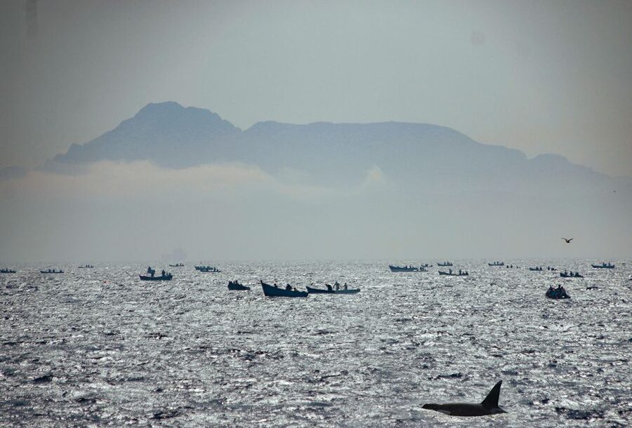 Tarifa: Whale & Dolphin Watching in the Strait of Gibraltar - If the animals do not appear