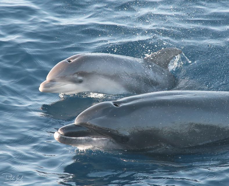 Tarifa: Whale & Dolphin Watching in the Strait of Gibraltar - Checking in at Turmares Tarifa