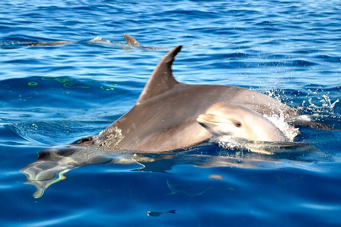 Tenerife 3-Hour Discover Whales and Dolphins - La Caleta de Adeje brings a swim and lunch