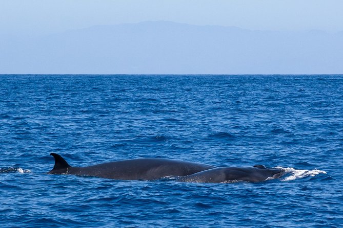 Tenerife 3-Hour Discover Whales and Dolphins - The return sail shows off Costa Adeje